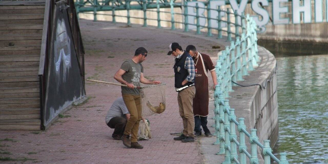 Sulama Kanalından Balık Kurtarma Operasyonu