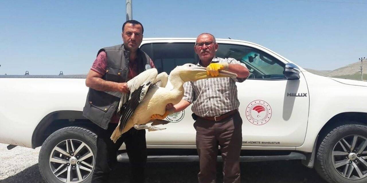 Konya’da Yaralı Bulunan Pelikana Yardım Eli