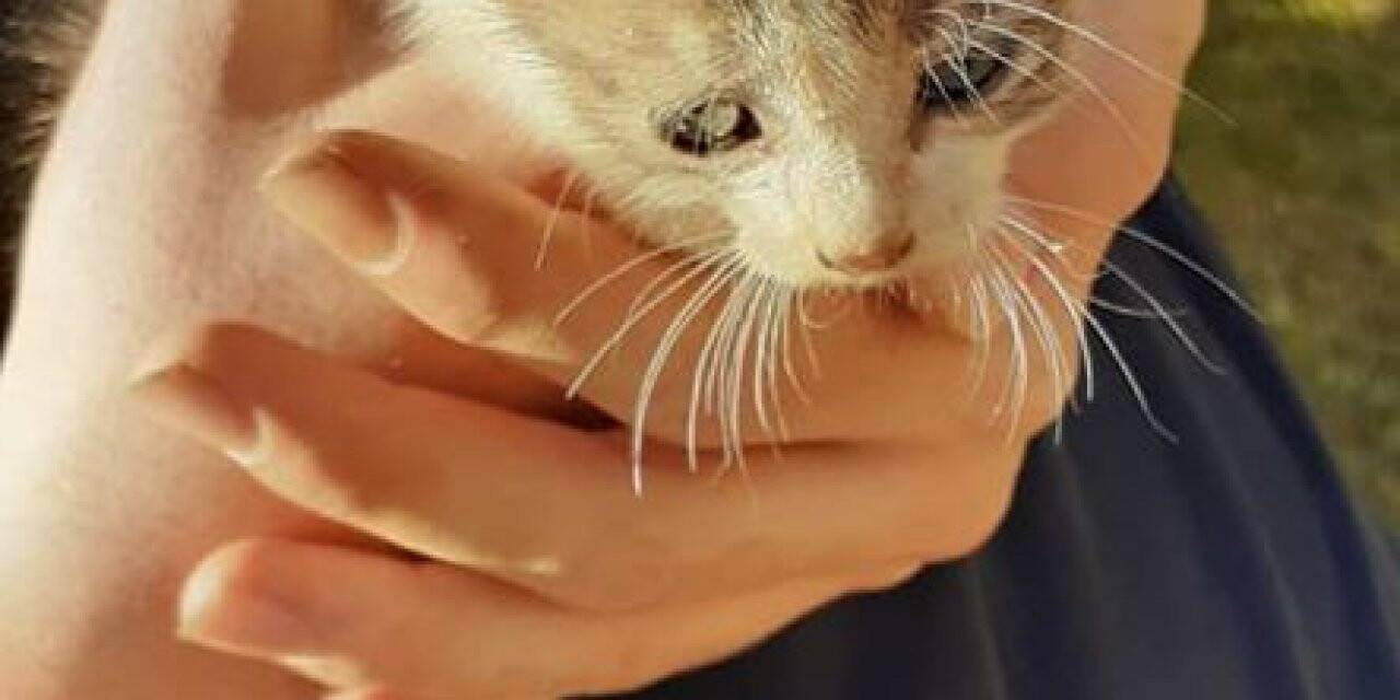 Su borusuna sıkışan kediyi itfaiye kurtardı
