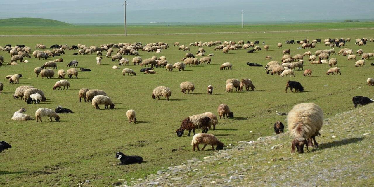 Süt kuzularının anneleriyle buluşması renkli görüntülere sahne oldu