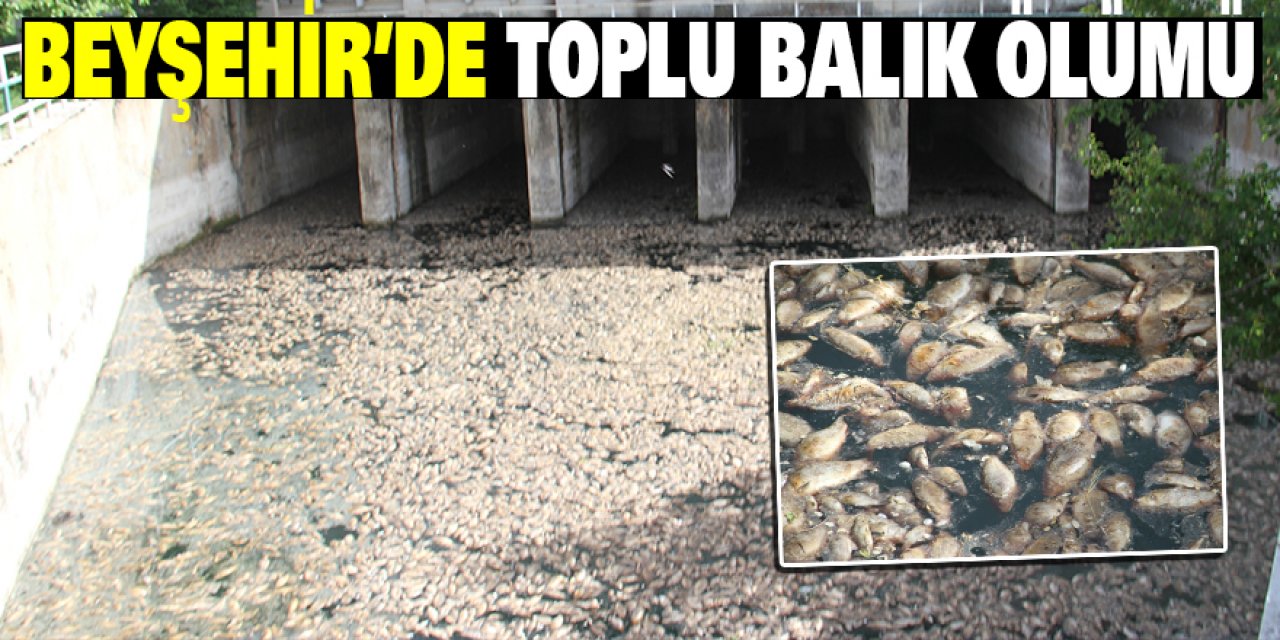 Beyşehir’de toplu balık ölümü, halk tedirgin