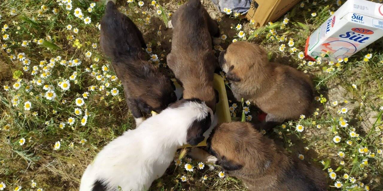 Tilki yuvasındaki yavru köpekler kurtarıldı