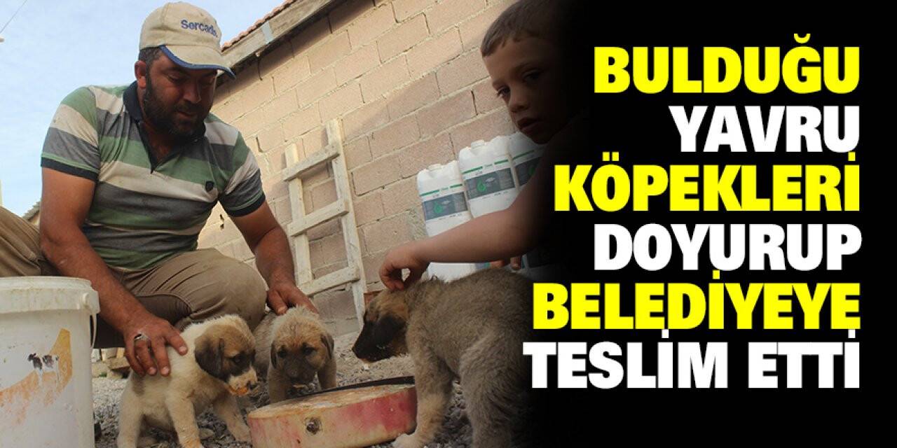 Bulduğu yavru köpekleri doyurup belediyeye teslim etti