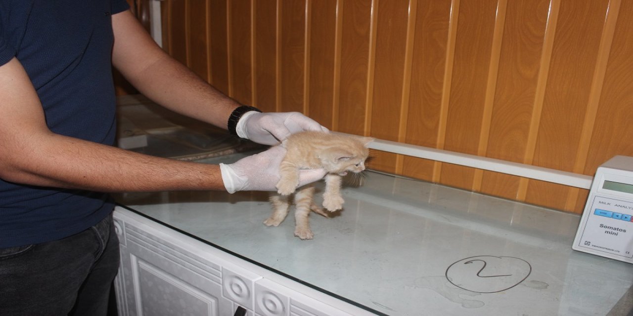 Çatıdan düşen kedi yavrusu tedavi altına alındı