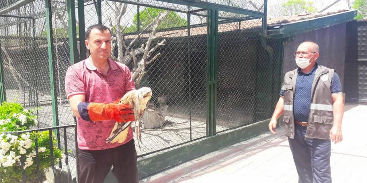 Yaralı şahin koruma altına alındı