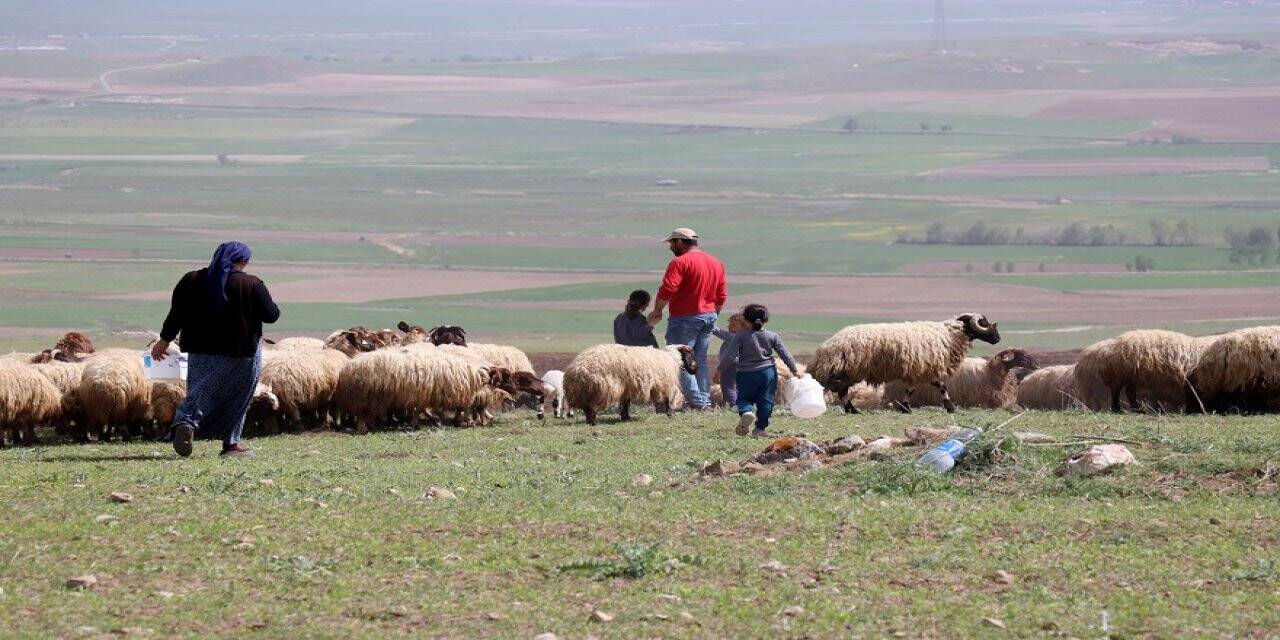 Devletin desteğiyle koyun sürüsü sahibi oldu