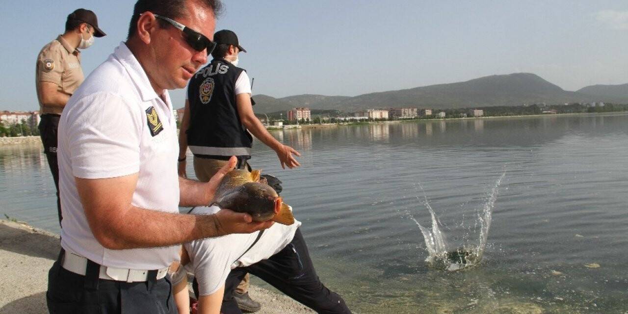Beyşehir Gölüne Balık Taşıma Mesaisi Sürüyor