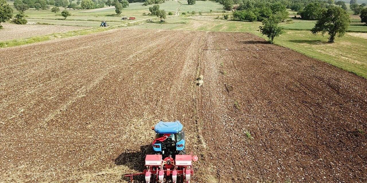 Yerli ve milli mısır tohumu yeniden toprakla buluştu