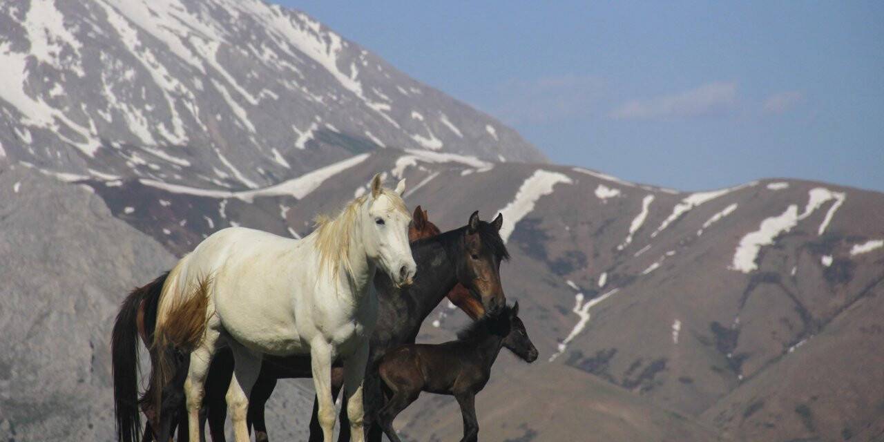 Mercan Dağları yavru yılkı atlarıyla şenlendi