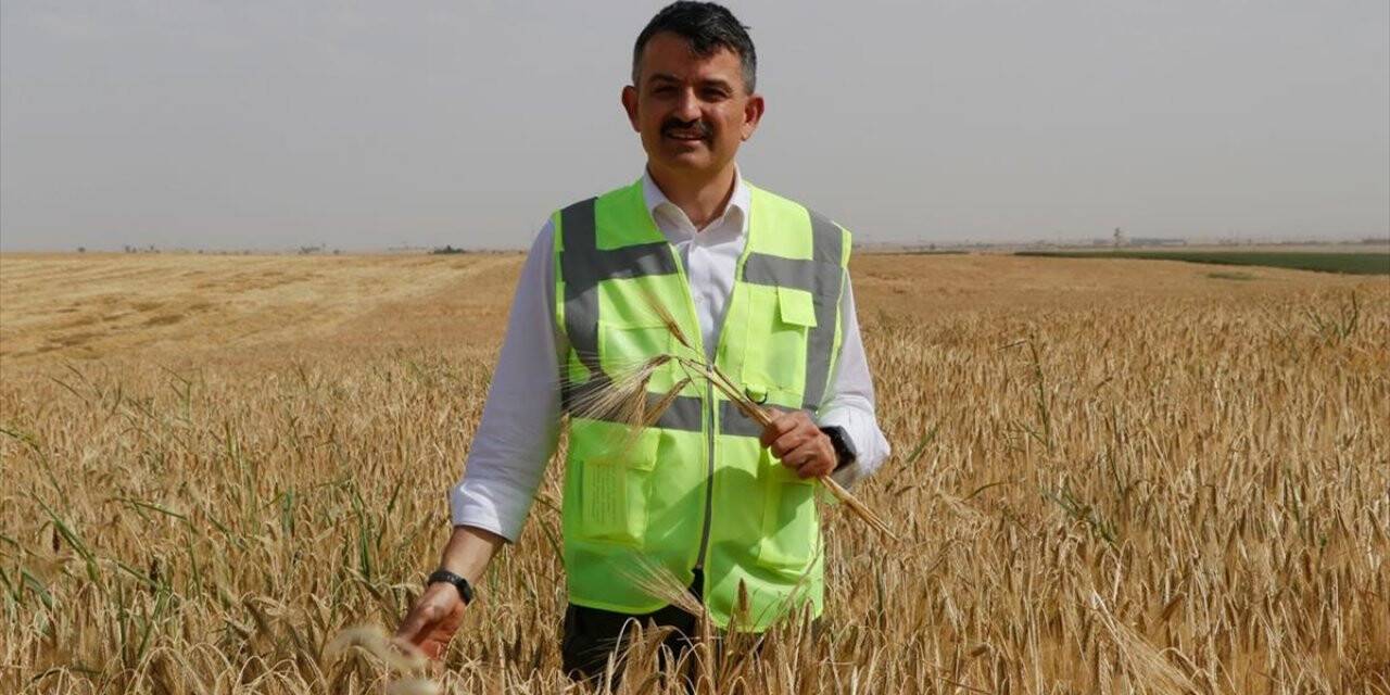 Hububat fiyatı üreticiyi sevindirdi