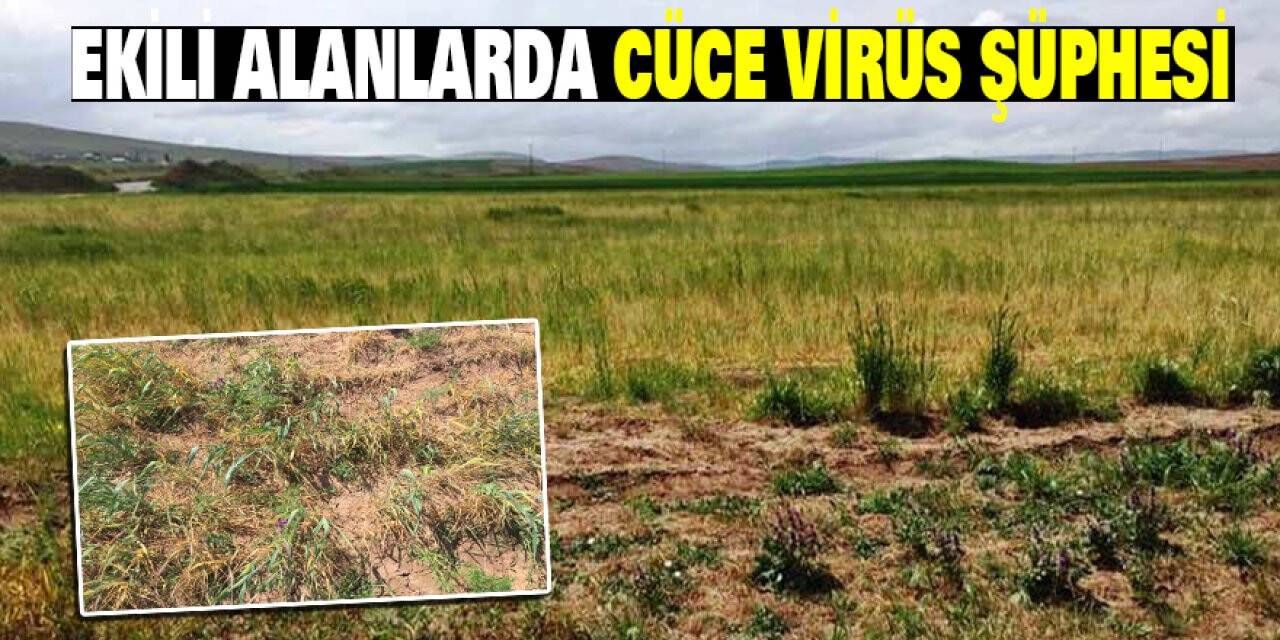 Konya'da Ekili Alanlarda Cüce Virüs Hastalığı Şüphesi