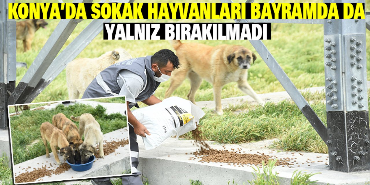 Konya’da Sokak Hayvanları Bayramda Da Yalnız Bırakılmadı