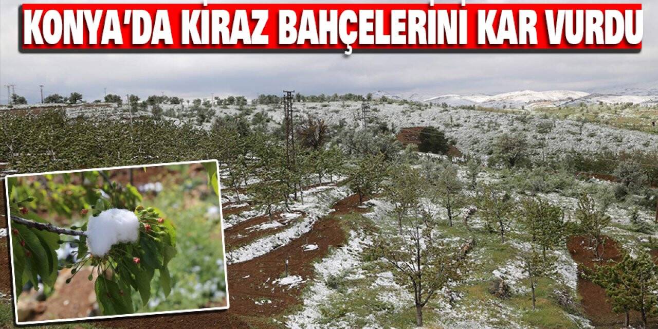 Konya’da Kiraz Bahçelerini Kar Vurdu