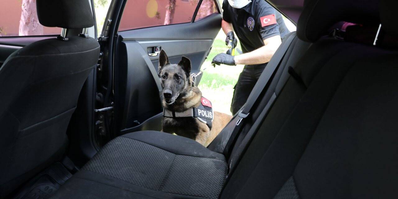 Narkotik köpeği Çayra, tecrübesini konuşturuyor