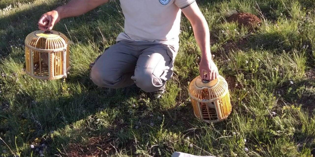 Sivas'ta kaçak keklik avlayan 6 kişiye 10 bin lira ceza