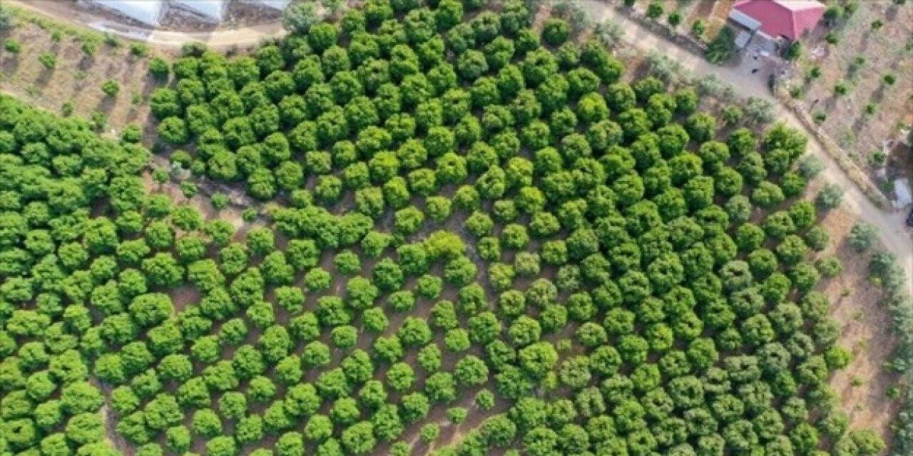 Antalya'daki hava sıcaklıklarındaki değişkenlikler narenciye ve zeytini etkiledi