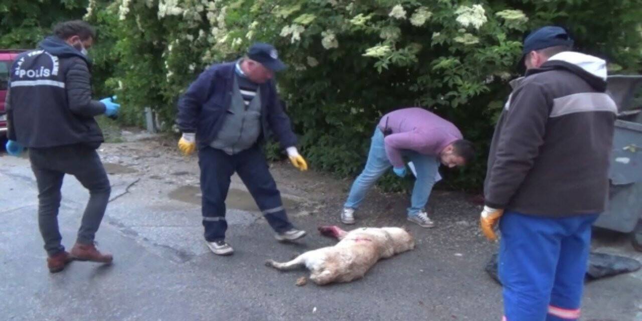 Kütahya'da sokak köpeği silahla vuruldu