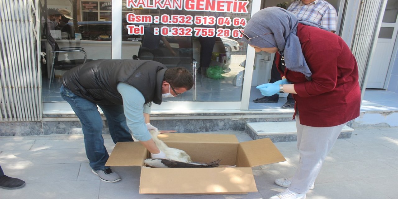 Konya'da  yaralı  leylek tedavi altına alındı