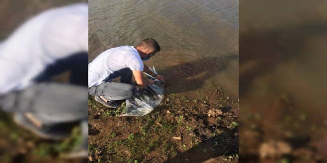 Bingöl'de göl ve göletlere 33 bin 600 sazan yavrusu bırakıldı
