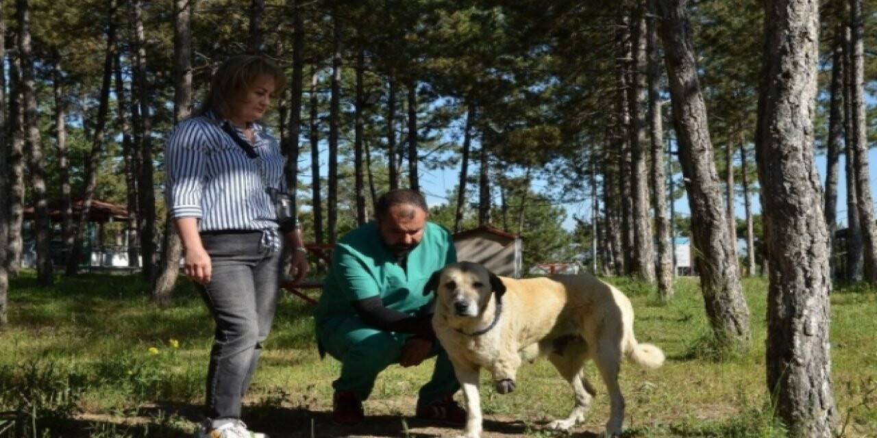 Çorum'da ölmek üzereyken bulunan sokak köpeği sahiplendirilecek