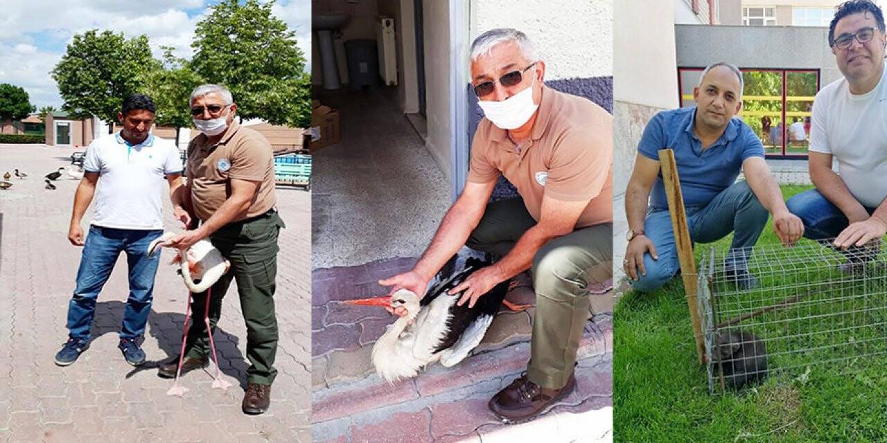 Konya'da yaralı hayvanlar koruma altına alındı
