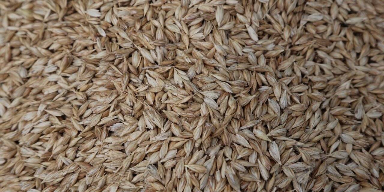13 Bin Yıldır Genetiği Bozulmadı