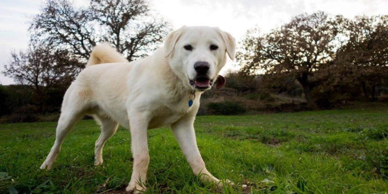 Koronavirüs tespiti için köpek yetiştiriliyor