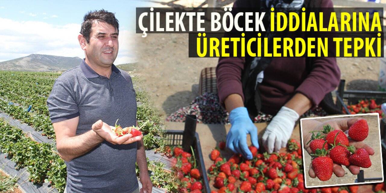 Çilekte böcek iddialarına üreticilerden tepki