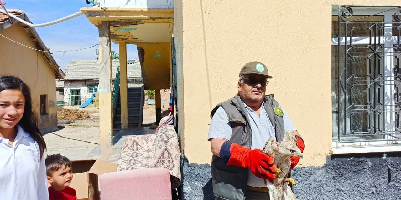 Konya'da Yaralı şahin tedavi altına alındı