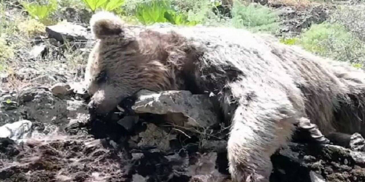 Ayı elektrik akımına kapıldı