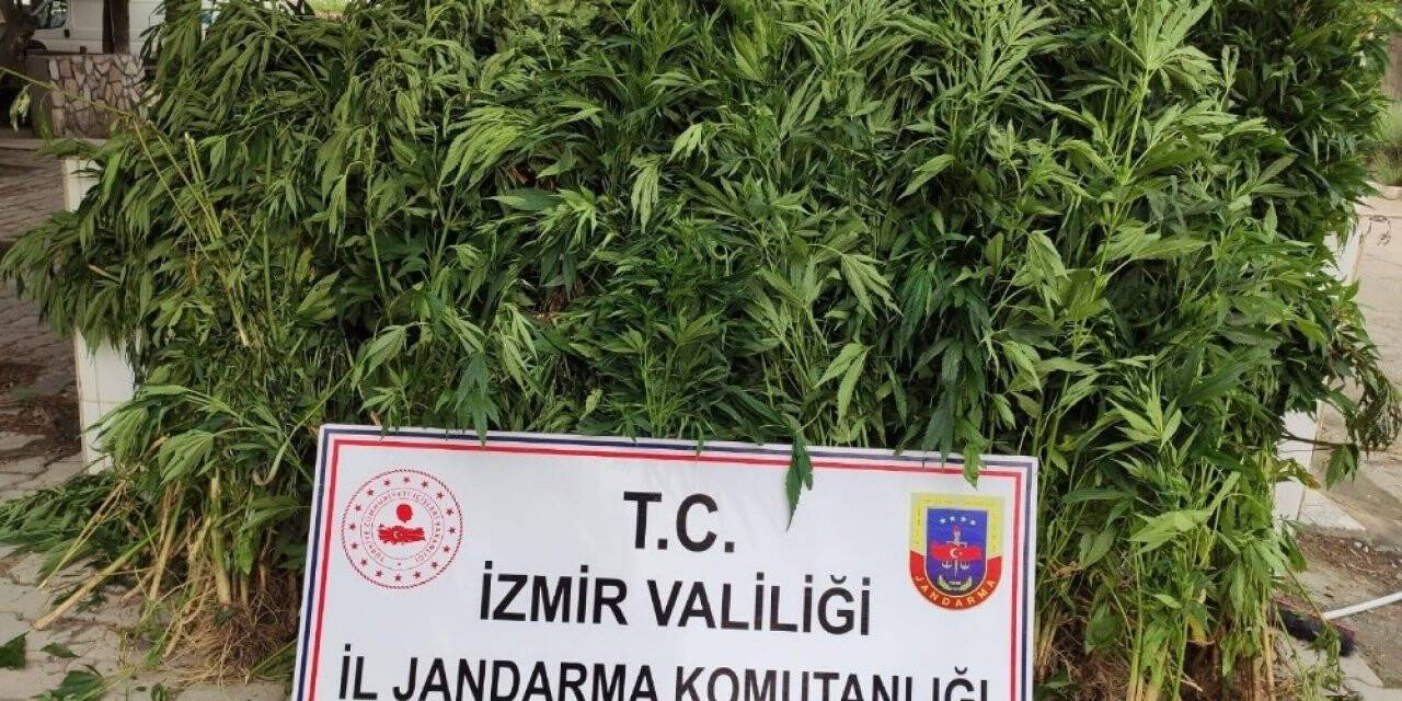 İzmir’de 757 kök hint keneviri ele geçirildi