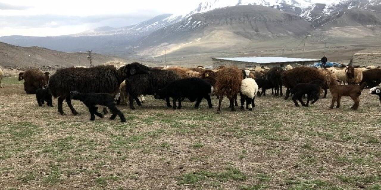 KOVİD-19 NEDENİYLE KAPATILAN IĞDIR CANLI HAYVAN PAZARI YENİDEN AÇILDI