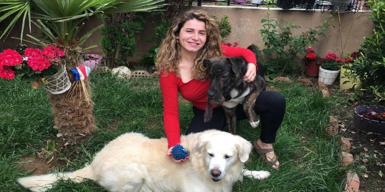 Ünlü oyuncunun köpeklerine çivili kemik attılar