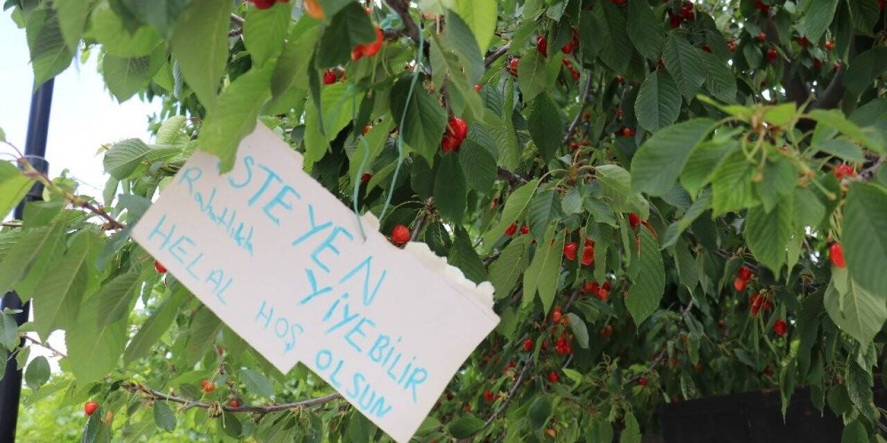 Bu kirazı herkes yiyebilir