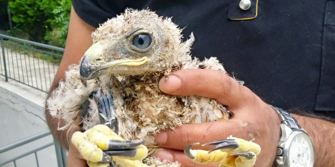 Yavru kartal koruma altına alındı