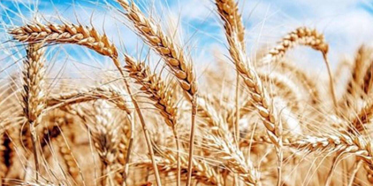 BUĞDAY-ARPA- ÇAVDAR-YULAF ÜRETİM TAHMİNİ RAPORU