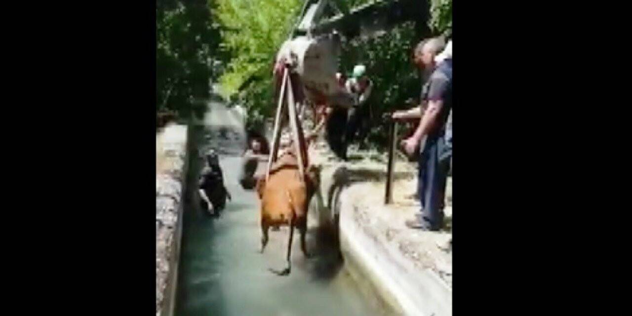 Sulama kanalına düşen inek kurtarıldı