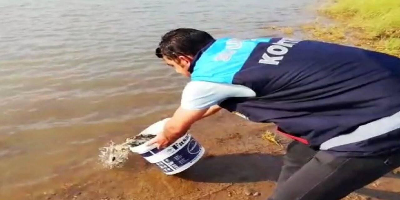 Siirt'te göletlere 55 bin pullu sazan yavrusu bırakıldı