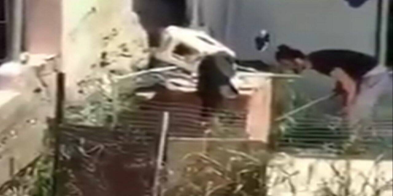 İzmir’de köpeğe şiddet görüntüleri tepki çekti