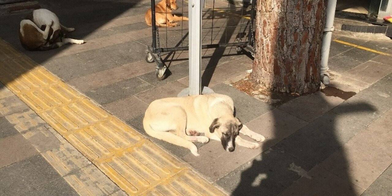 Köpek döven adama hayvan bakma cezası