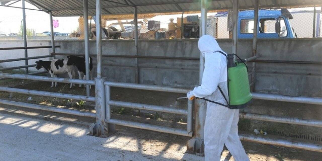 Ereğli hayvan pazarı açıldı