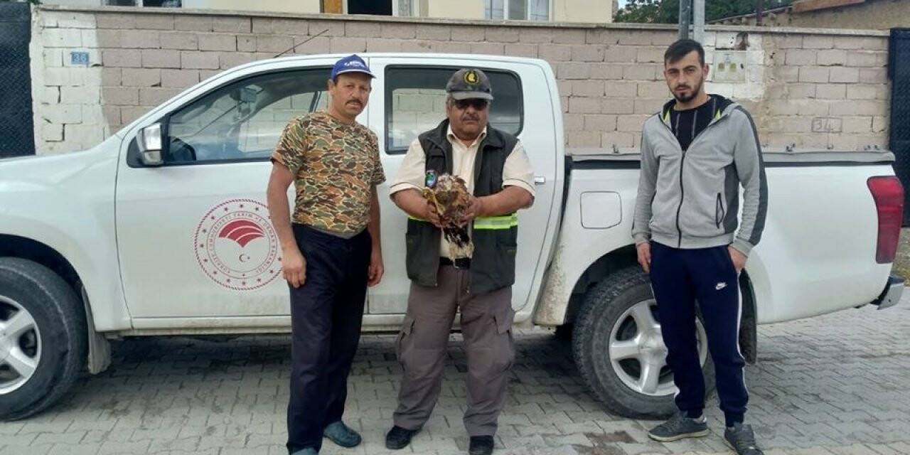 Yaralı şahin tedaviye alındı