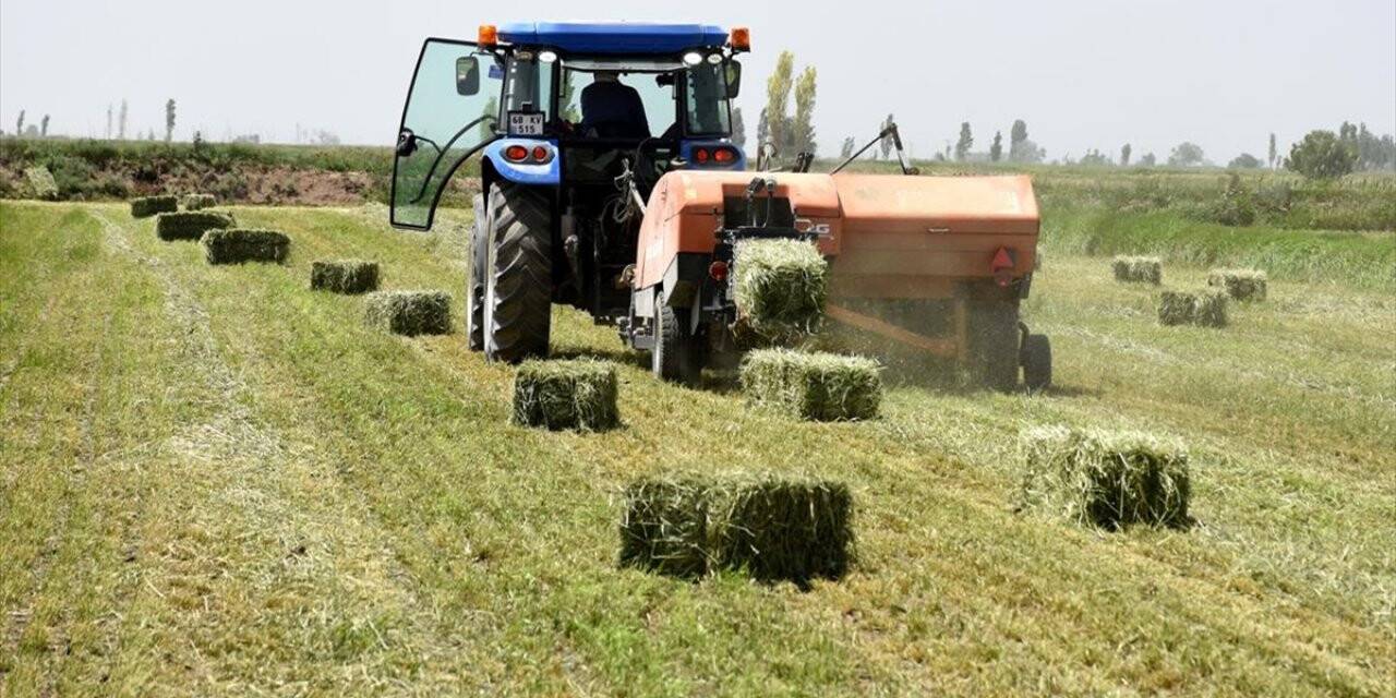 Yerli ve milli tohumla üretilen 'süt otu' verimi artırıyor