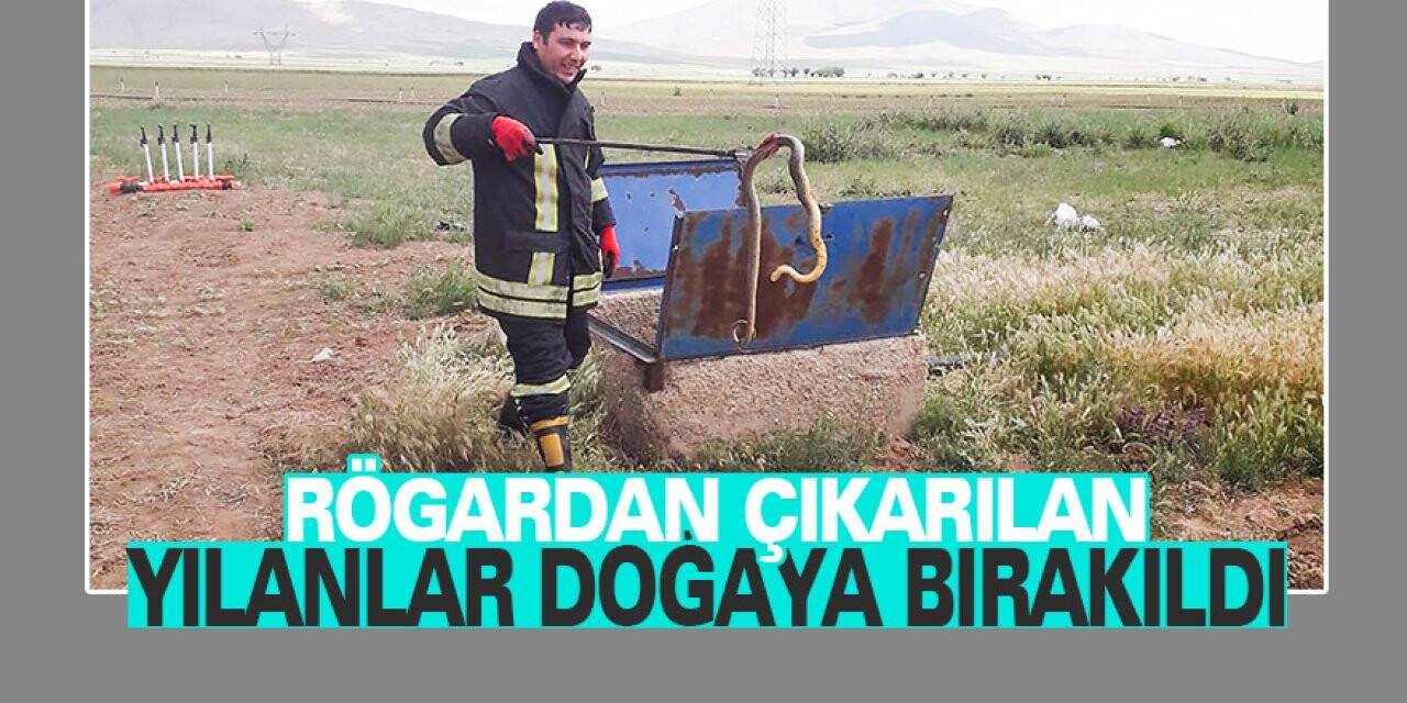 Rögardan çıkarılan yılanlar doğaya bırakıldı