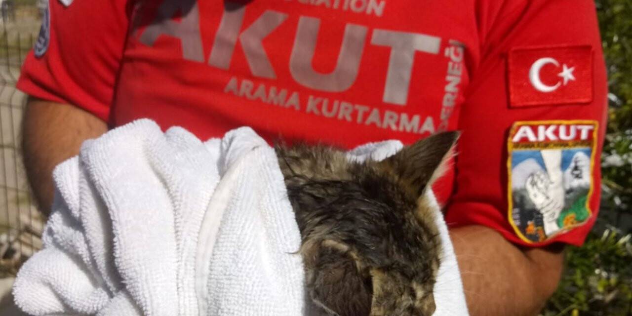 Kanalizasyondaki kedi yavrusu kurtarıldı