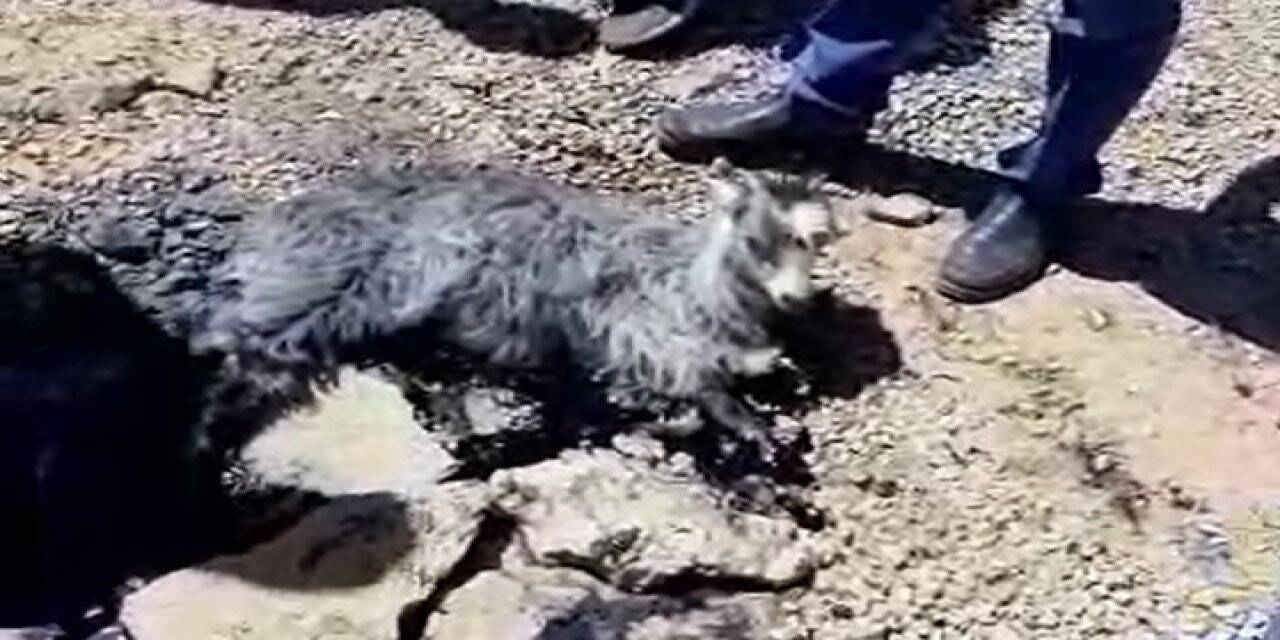 Yavru keçi eriyen zift tabakasına yapıştı