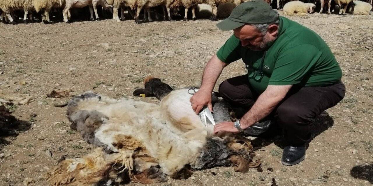 Konyalı vekil koyun kırktı
