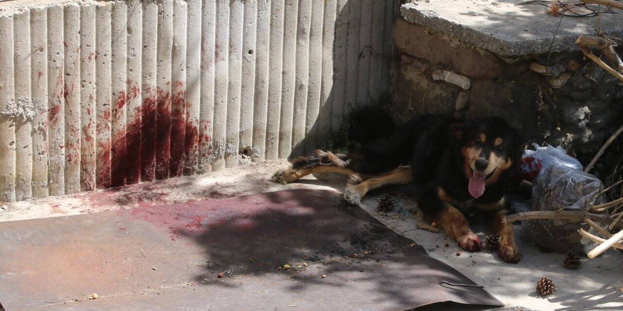 Ayağı demir korkuluğa sıkışan yaralı köpeği itfaiye kurtardı