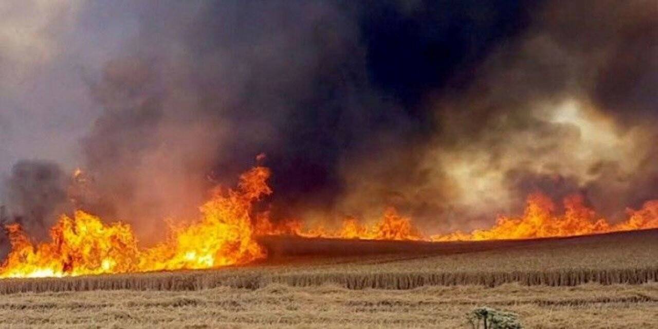 Ekili arazi küle döndü