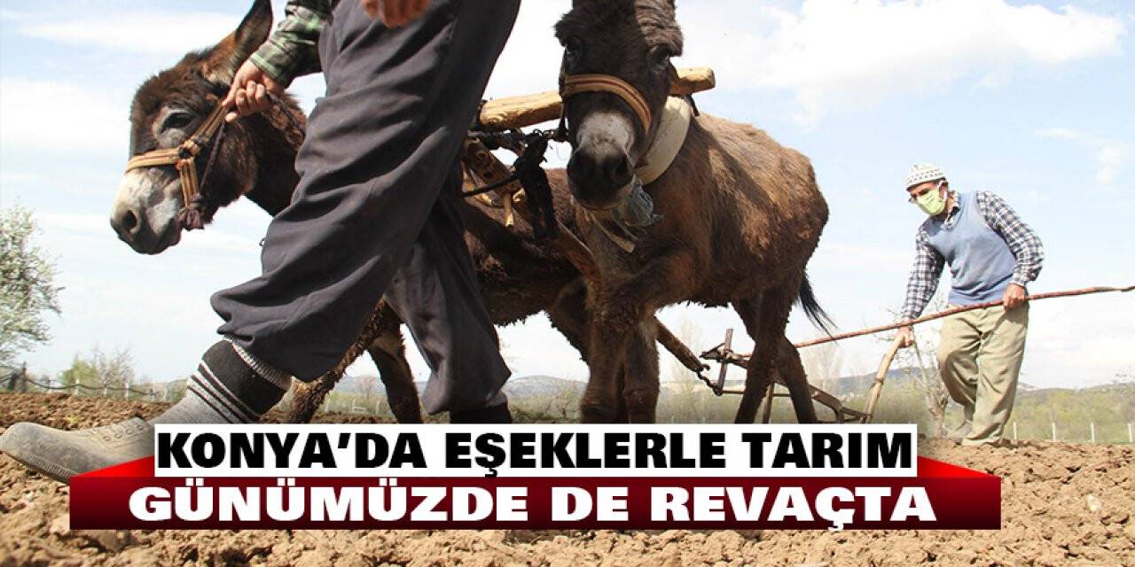Konya’da eşeklerle tarım günümüzde de revaçta